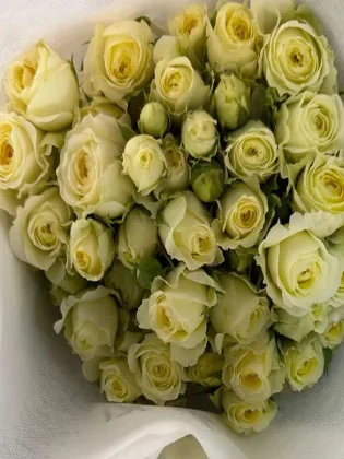 Warm Jade Multi-headed rose