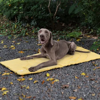 Folding Portable Waterproof Pet Mat - Dirt Resistant and Warm Dog Pad