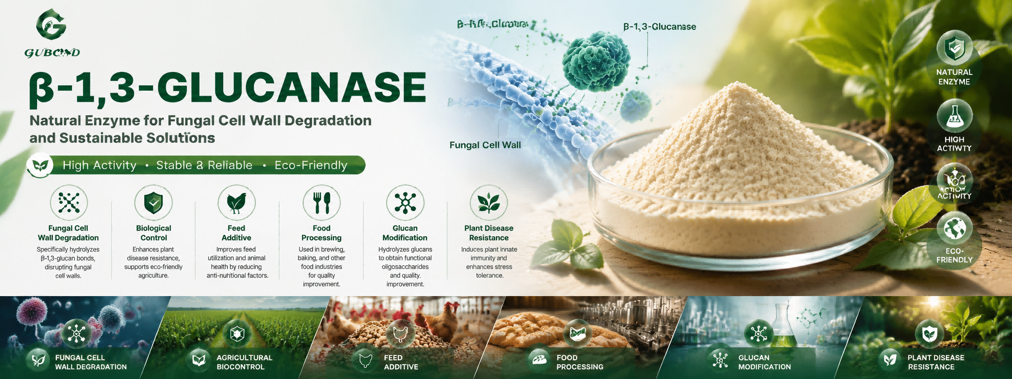 β‑1,3‑Glucanase