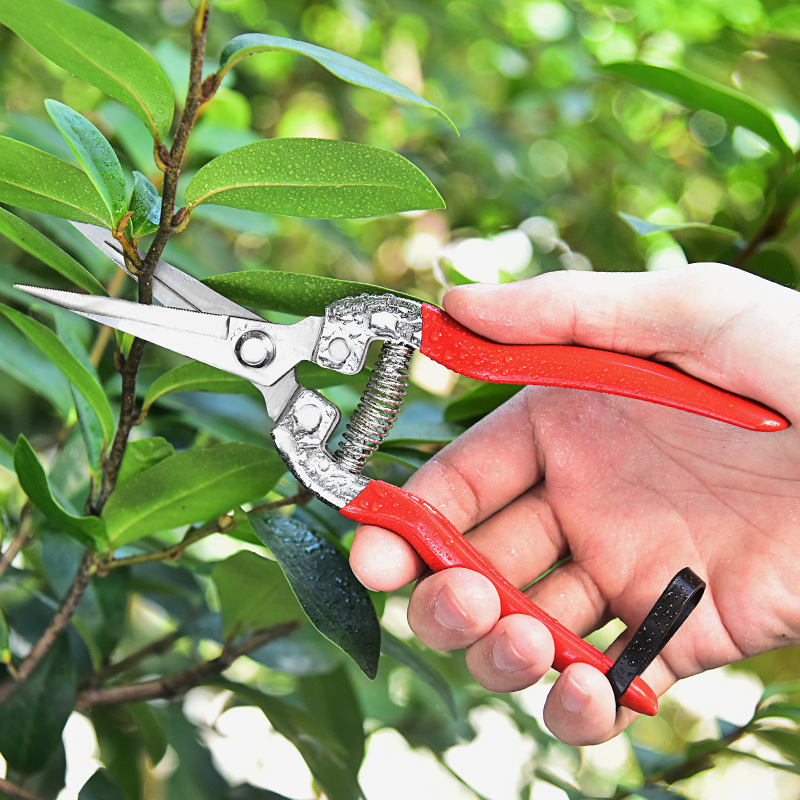 Professional fruit picking scissors grape harvesting grafting scissors garden manual pruning shears