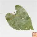 Extracto de hierba de epimedium icariin 10%
