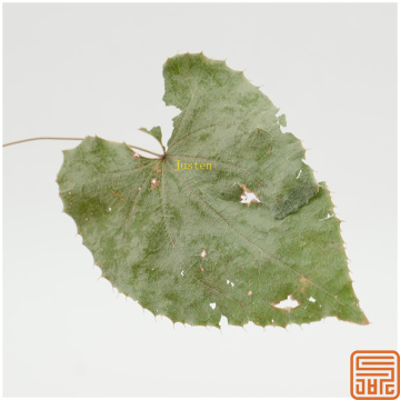 Extracto de hierba de epimedium icariin 10%