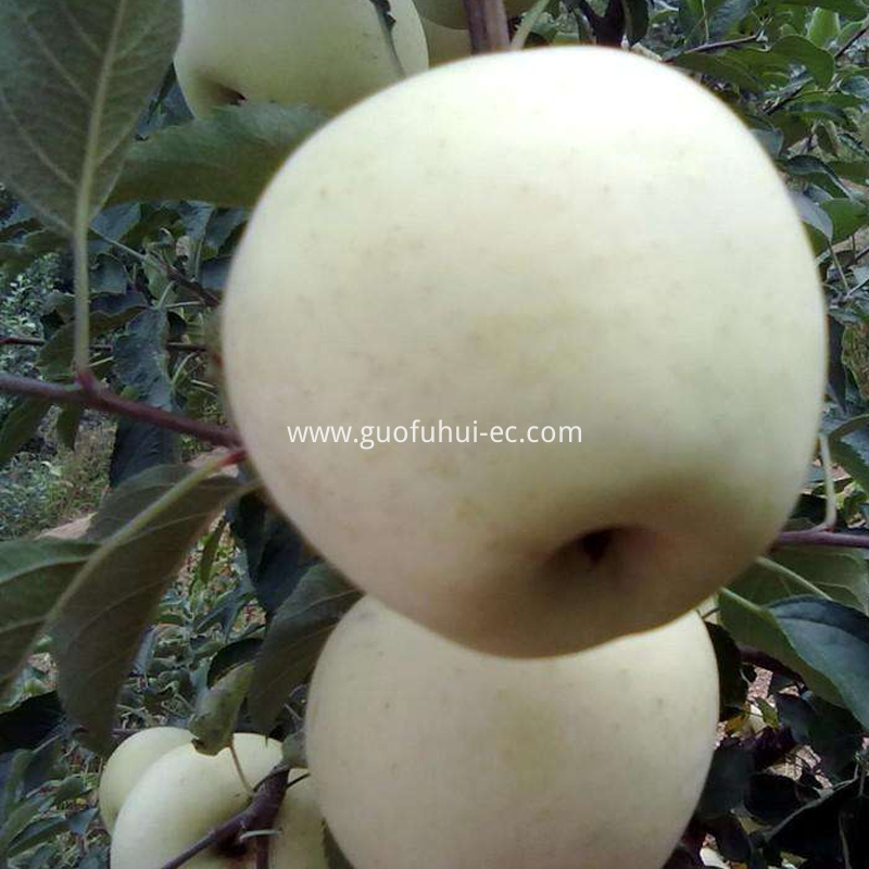 Organic Golden Delicious 90 Specifications Organic Golden Delicious 90 Specifications