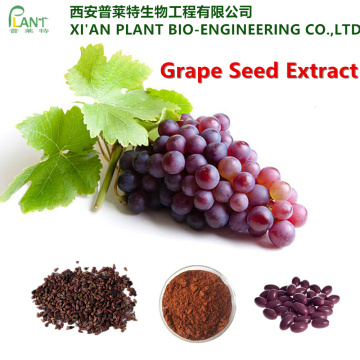100% naturel extrait de pépins de raisin OPC poudre 95%