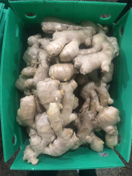 Big Sized Anqiu Air dried ginger