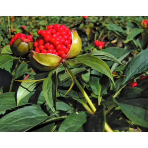 Water Soluble Rhizoma Drynariae Extract 4: 1 & 10: 1