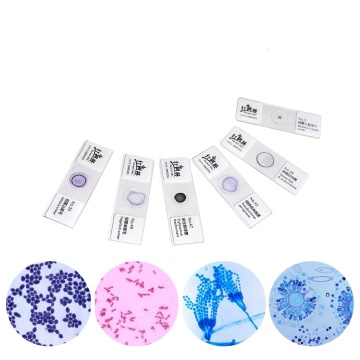Prepared Microscope Slides - Fungi Specimens for Research and Education