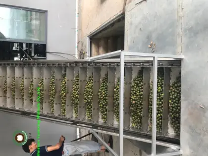 Big Size Macadamia Nuts In Shell Raw