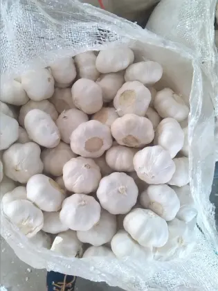 Real orgin jinxiang fresh garlic