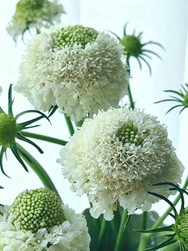 Scabious