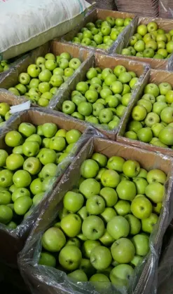 Good Looking Green Apple