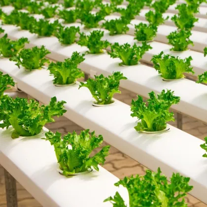 NFT Hydroponics 100X50mm PVC Channel for Greenhouse Growing Systems