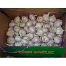 Hot Sale Normal White Garlic Fresh