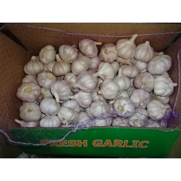 Hot Sale Normal White Garlic Fresh