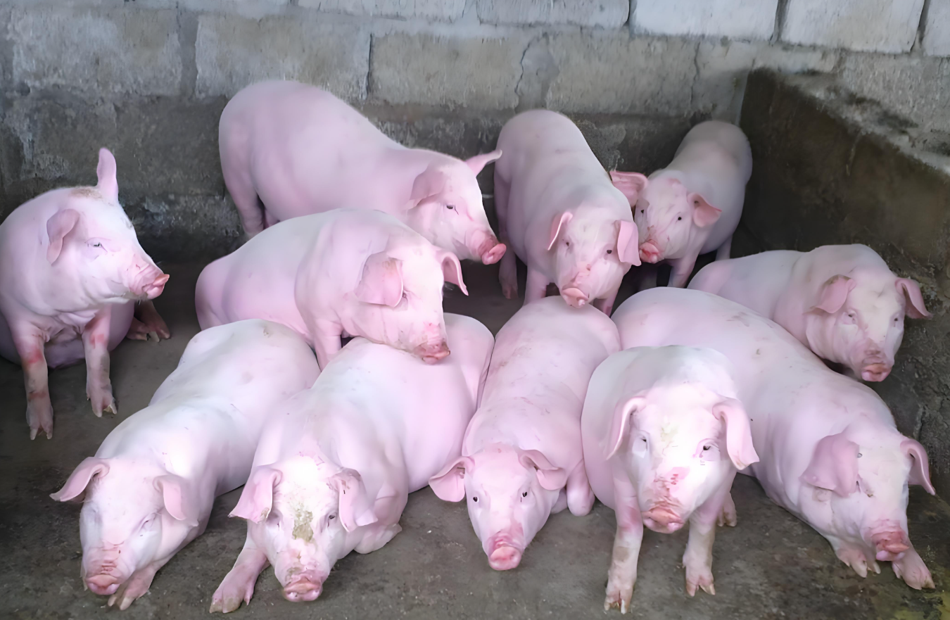 portable ultrasound machine for swine