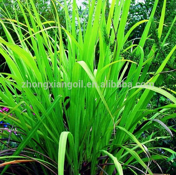 Natural Rose Grass Palmarosa من الضروري النفط السعر