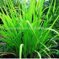 Natural Rose Grass Harga Minyak Esensial Palmarosa