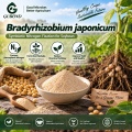 مسحوق بروبيوتيك Bradyrhizobium japonicum للأسمدة الحيوية المثبتة للنيتروجين في فول الصويا