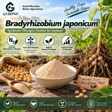 مسحوق بروبيوتيك Bradyrhizobium japonicum للأسمدة الحيوية المثبتة للنيتروجين في فول الصويا
