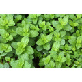 Mentha Extract Concentrate: Ideal for Beverages and Desserts