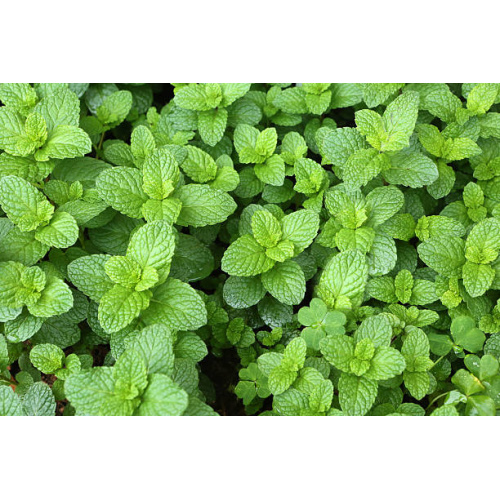 Mentha Extract Concentrate: Ideal for Beverages and Desserts