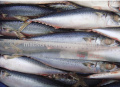 Frozen Pacific Mackerel Fish 300-500G for Wholesale