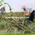 Fabrik-Versorgungs-Verpackung gesunde wilde schwarze Goji Beeren