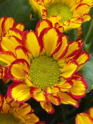 Roman Holiday spray chrysanthemum