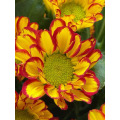 রোমান হলিডে স্প্রে chrysanthemum