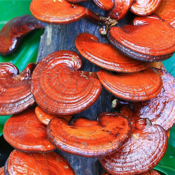 Ganoderma lucidum spore oil