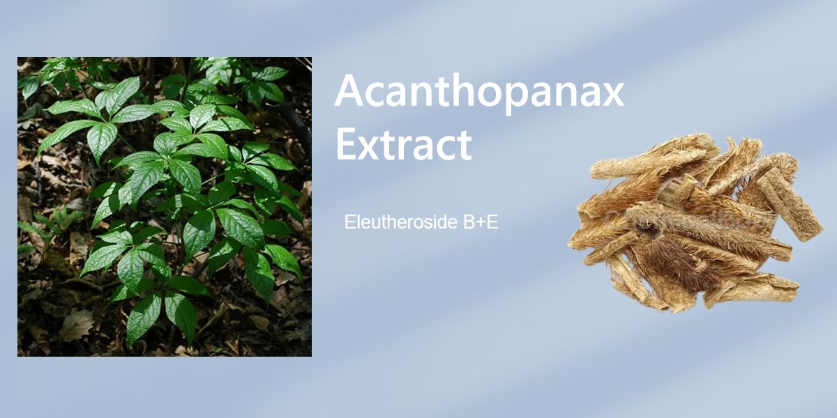Acanthopanax senticosus extract (7)