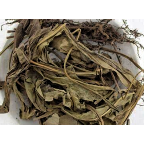 High Quality Mosla Cavaleriei Extract