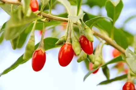 Long Sweet Oval Goji Berry Dried