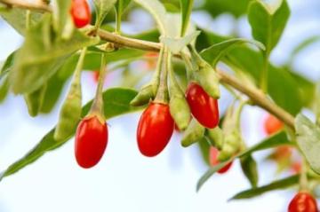 Long Sweet Oval Goji Berry Dried