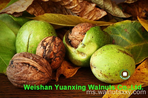 Walnut Kernel Light Pieces Harga Kompetitif