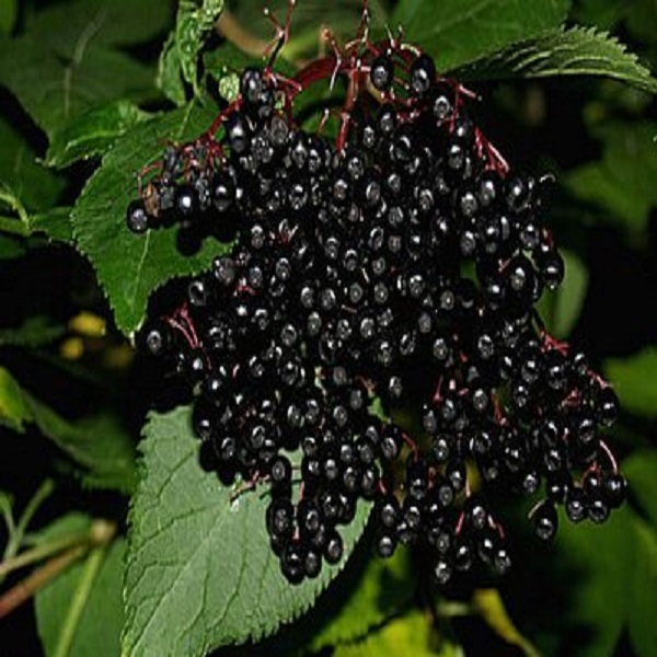 Elderberry1 Jpg