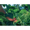 Rede de escalada de plantas rede de vegetais na rede agrícola