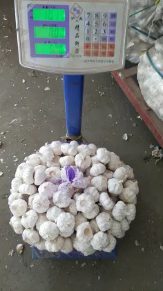 Best leading fresh garlic