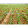 Hot Sale 50HP 3-Point Linkage 6 Row Seeder Precision untuk jagung dan sorgum