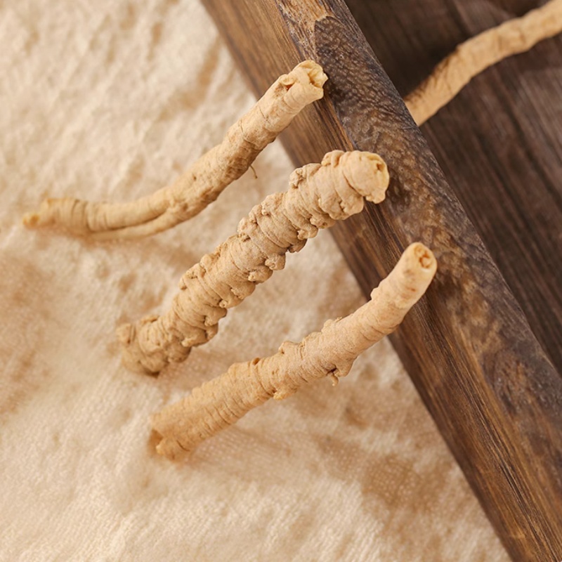Polygala Root5