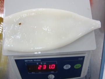 Best Price Frozen Squid Tube U3 U5 U7