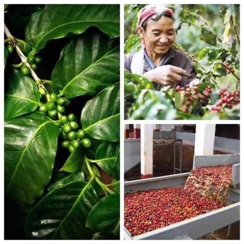 Arabica κατάψυξη αποξηραμένου στιγμιαίου καφέ