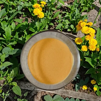 Water Soluble Organic Fertilizer Corn Steep Powder 42%