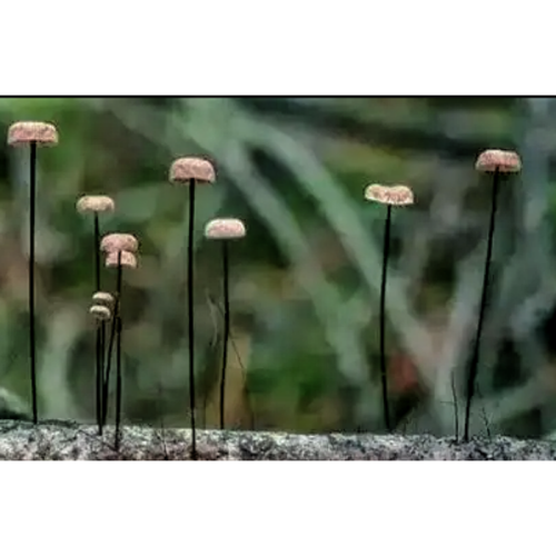 Marasmius Androsaceus Extract Fine Powder