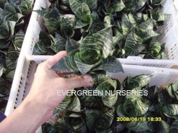 Sansevieria Green Hahnii