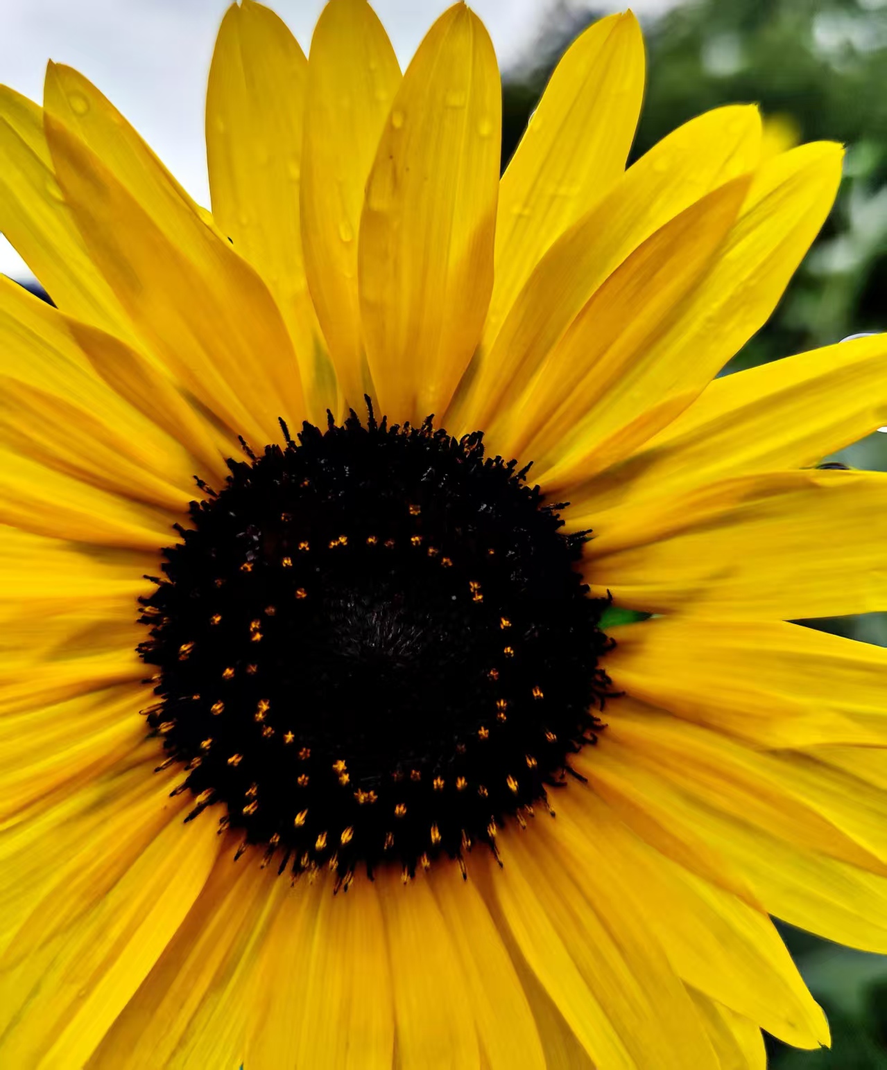 Black-centered sunflower