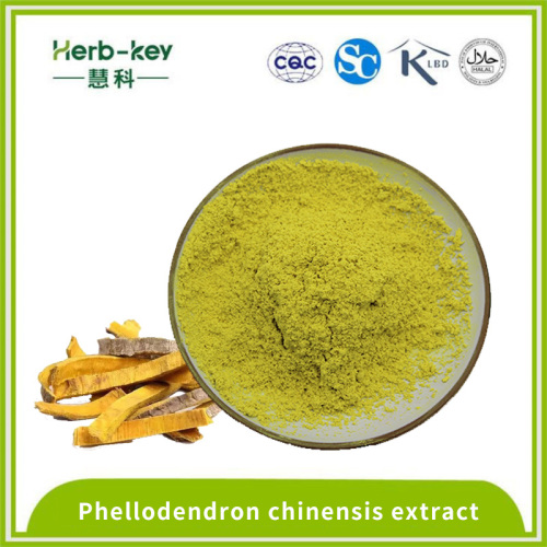 Phellodendron chinensis extrait 97% de poudre de berbérine