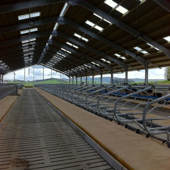 Prefabricated steel structure dairy farm shedfor cow feeding industry