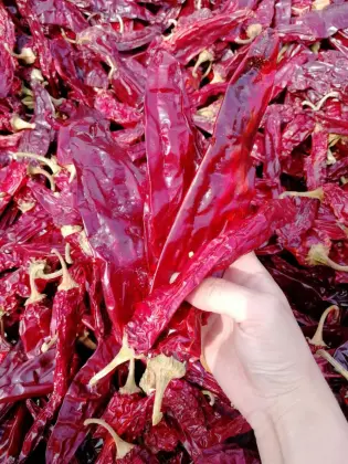 Factory Supply Farmer Prices Fresh Taste Paprika