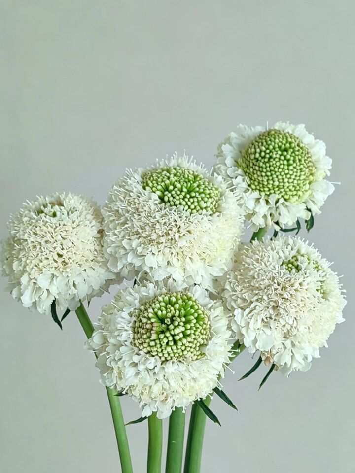 Scabious